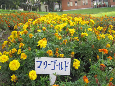 2012_0929_162448-IMG_0254.JPG (2603214 Х)