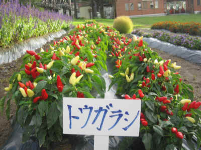 2012_0929_162512-IMG_0256.JPG (2096531 Х)