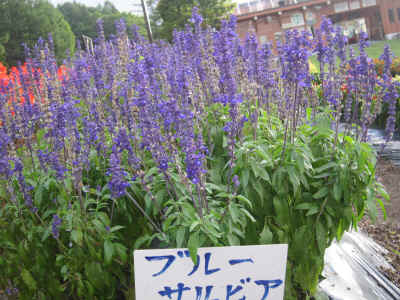 2012_0929_162525-IMG_0257.JPG (2586010 Х)